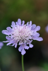 Small Scabious