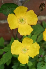 Welsh Poppy