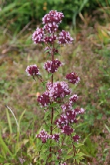 Wild Marjoram