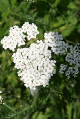 Yarrow