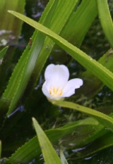 Water Soldier flower