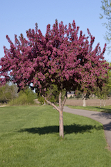 Crab Apple