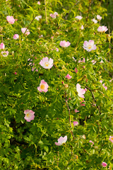Dog Rose