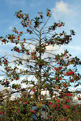 Holly Tree