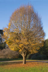 Hornbeam